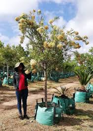 Image result for Buddleja saligna