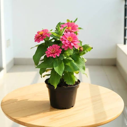 Geranium Super Sapling