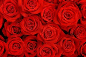 Download transparent image no attribution required. Red Rose Flowers Free Stock Photos Download 16 095 Free Stock Photos For Commercial Use Format Hd High Resolution Jpg Images