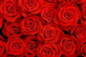 Red Rose Flower Images Free Stock Photos Download 16 095 Free Stock Photos For Commercial Use Format Hd High Resolution Jpg Images Gulab full hd wallpaper 52 find hd wallpapers for free.