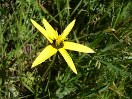 Image result for Hypoxidaceae