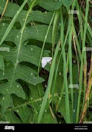 Image result for Mesotype parallelolineata