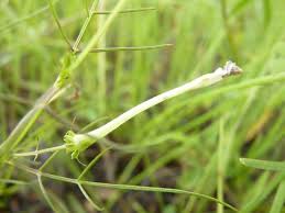 Image result for Rhamphicarpa