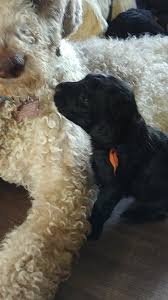 See more ideas about poodle, poodle tattoo, doggy. Yankee Doodle Dandy Home Facebook