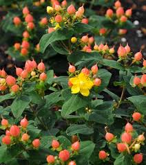 Check spelling or type a new query. Hypericum X Inodorum Magical Pumpkin St John S Wort