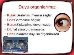 Duyu Organlarimiz Ve Gorevleri Ile Ilgili Gorsel Sonucu Ses
