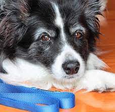 Obedience training, housebreaking, dog diet & nutrition How To Potty Train An Older Dog Housetraining Adult Dogs