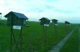 Burung hantu ini memiliki habitat asli di wilayah jawa, sumatera, bali, kalimantan serta di luar negara indonesia yaitu negara filipina. Anggaran Rumah Burung Hantu Gagal Karena Covid Damarinfo Com