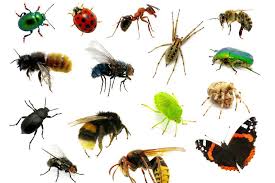 Biodiversiteit Gaan We Naar Een Wereld Vol Muggen Kakkerlakken En Buxusmotten Insecten Dieren Planet