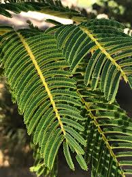 Image result for Acacia sieberiana