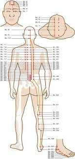 Download The Acupuncture Points Guidethe Entire Acupuncture