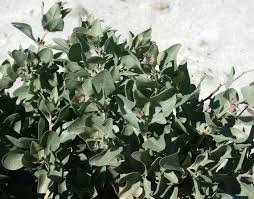 Image result for Atriplex halimus