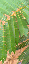 Image result for Albizia adianthifolia