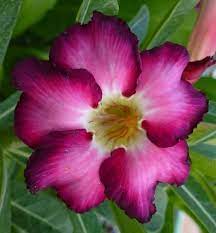 Pin On Colourful Adenium