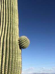 If you don't already have a favorite cactus, you're about to! 19 Interesting Saguaro Cactus Facts Factinformer