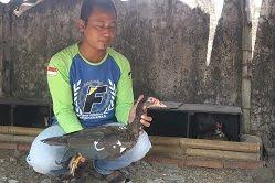 Pertapan channel 1 year ago. Mentok Hias Jenis Rambon Kini Banyak Diminati Mentok Jenis Ini Mempun