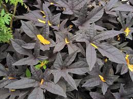 The tubers look like regular sweet potatoes. Growing Sweet Potato Vines Care Of Ornamental Sweet Potato