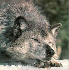 Pin By Moonlightmalaise On Wolves Sleeping Wolf Wolf Spirit Animal Wolf Love