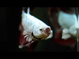 Dropsy in betta fish is not a disease itself, but rather a secondary symptom of another problem going on internally. Cute Betta Fish Burping Bubbles And Yawning Compilation Youtube