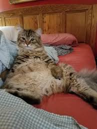 Several cat breeds are known for their primordial pouches, and some breed standards have a prominent pouch as a requirement. My Siberian Boris Looks Like He Has A Kangaroo Pouch Lol Catbellies