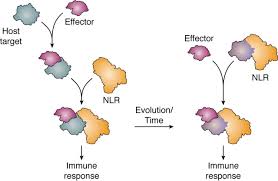 Substantial evidence supports the prevailing notion that plants possess a two. A Molecular Roadmap To The Plant Immune System Journal Of Biological Chemistry