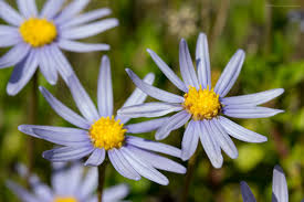 Image result for Felicia grantii