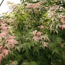 This means, that not only will they look amazing both day and night, but the face itself is virtually waterproof. Japanese Maples Page 3 Essence Of The Tree