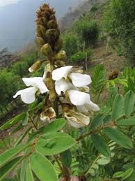 Image result for Tephrosia vogelii