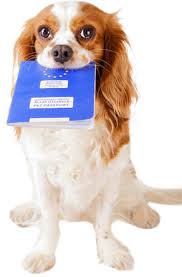 Spaniel puppies for sale cocker spaniel puppies dogs and puppies doggies dog spay emergency vet cockerspaniel companion dog puppy breeds. English Cocker Spaniel Puppies Buy Puppy In Dubai