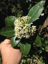 Image result for Nuxia oppositifolia