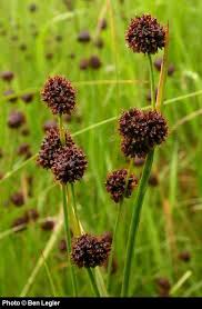 Image result for Juncus