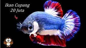 Ikan Cupang Termahal Di Dunia Ini Harganya 20 Juta Mirip Bendera Thailand Youtube