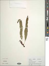 Image result for Lepisorus excavatus