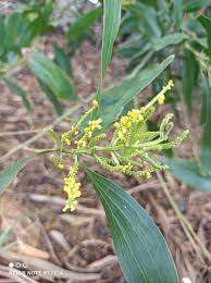Image result for Acacia mangium