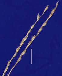 Image result for Digitaria compressa