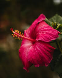 Hibiscus flowers are among the most beautiful & colorful flowers. Best 100 Hibiscus Flower Pictures Download Free Images On Unsplash