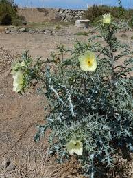 Image result for Argemone ochroleuca