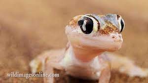 Gecko Species Facts Gecko Species Skin So Soft