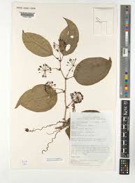 Image result for Smilax anceps