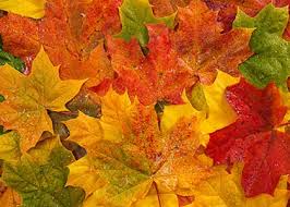 Image result for Seasons To Change.