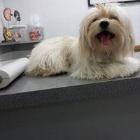 Bluepearl pet hospital greenway plaza houston, tx. Plaza Boulevard Pet Hospital Veterinarian