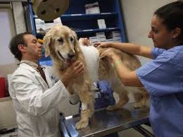 The 30 Highest Paying Jobs For People Who Don T Want To Sit At A Desk All Day High Paying Jobs Good Paying Jobs Animal Hospital