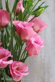 Lisianthus Ingrid Henningsson Of Spring And Summer Pretty Flowers Pink Flowers Beautiful Flowers