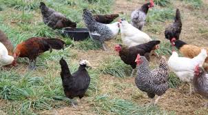 Glücklich, wer hühner hält und eigene eier dafür bekommt. Huhner Halten Im Garten Auslauf Platzbedarf Und Schutz Furs Huhn