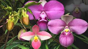 Whilst coffee remains the biggest agricultural export. Growing Phragmipedium Indoors Care Culture Of South American Slipper Orchids Youtube