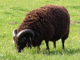 Black And White Sheep Breeds Nz Pin By Carol Rose Parker On 10 Black Gray Black White Baa Baa Black Sheep Sheep Animals