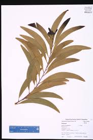 Image result for Acacia auriculiformis