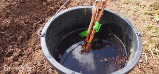 Plant raspberry plants 3 to 5 feet apart with spacing between rows 6 to 8 feet apart. Growing Raspberries From Planting To Harvest