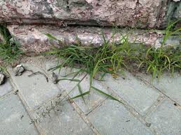 Image result for Eragrostis macrochlamys