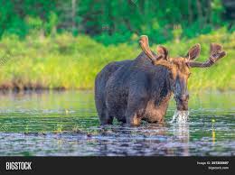 Moose creek reservoir in latah county is 34.2 acres. Large Bull Moose Lake Image Photo Free Trial Bigstock